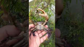 Crabs catching in the beautiful floodplain  crab catch nature [upl. by Dov]