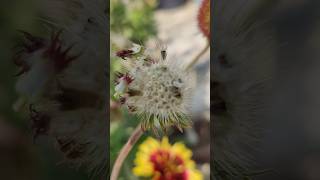 gaillardia flower seeds shorts shortsfeed viralshortreels tiktok shortvideos lekeprabhukanaam [upl. by Aicargatla262]