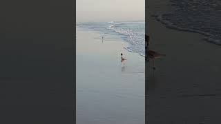 Sandpipers playing with the ocean [upl. by Dinah]