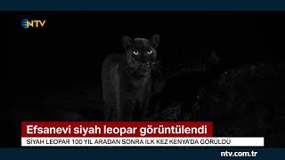 Efsanevi siyah leopar görüntülendi [upl. by Pelagia]