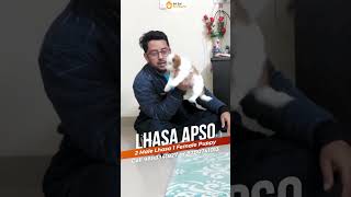 Lhasa Apso 2 Male 1 Female viral [upl. by Norraa843]