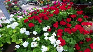 A Quick Tour of Merrifield Garden Center VA [upl. by Rufina]