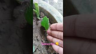 Pathor kuchi Bryophyllum Leaf Propagate Success🌱☘️shortsyoutubeshortsbryophyllumnaturegreening [upl. by Bushweller791]