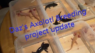 Dazs Axolotl Breeding project update breedingaxolotl [upl. by Innes]