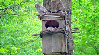 Second Owlet quotStarquot Takes Leap Of Faith Flutters To Ground  WBU Barred Owl Cam – May 2 2024 [upl. by Touber]