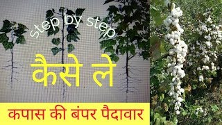 Cotton crop cultivation  kapas ki kheti कैसे करें  by wd [upl. by Rutherfurd]