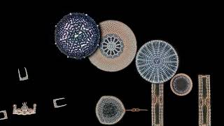 Marine diatoms in a quartz watch movementlike animation [upl. by Enaasiali]