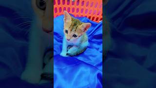 Fazal bakhsh🐾translationquranandislam qurantranslationeasyqt viralvideo catlover trendingshorts [upl. by Gerhardine324]