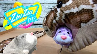 Zhu Zhu Pets Get Eaten by Boa the Constrictor Snake [upl. by Lynden]