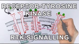 Receptor Tyrosine Kinase  RTK Signalling [upl. by Aires]