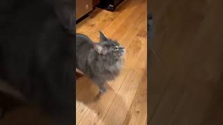 Talking Maine Coon Cat  Blue Tabby Manny mainecoon [upl. by Asil]