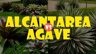 ALCANTAREA vs AGAVE [upl. by Morgana978]