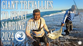 SARDINE RUN 2024  Giant trevallies at Port Shepstone [upl. by Llert]