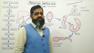 Life cycle of Liver Fluke Urdu Hindi medium profmasoodfuzail Class Trematoda  Miracidium [upl. by Onitsoga161]