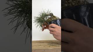 Shohin Black Pines with Jonas Dupuich [upl. by Hosbein686]