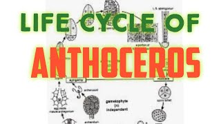 📖Anthoceros Life Cycle BSc 1st [upl. by Inaniel]