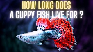 Guppy Fish Care – How Long Does a Guppy Fish Live For [upl. by Blader]