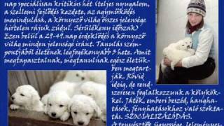 A KUVASZ EZER ARCA A kuvasz nevelése [upl. by Smeaj493]