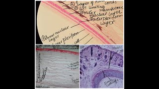 Learn to make Retina cornea and pinna histology diagrams [upl. by Atteve888]