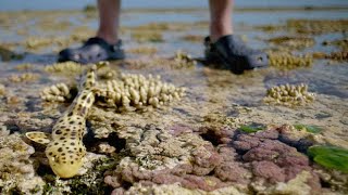 Sir David Attenborough and His Crew Race to Film a Walking Shark [upl. by Annoya]