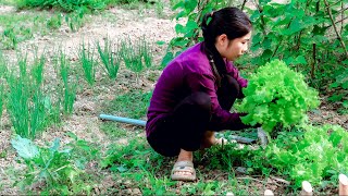 HOW to PLANT and GROW LUFFA LOOFAH Oddly Satisfying Electric Wires Installation  DIY Project [upl. by Eelyram581]