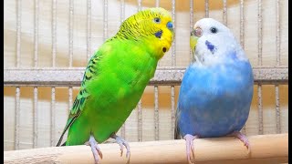 35 Hr Help Quiet Parakeets Sing by Playing This Cute Budgies Chirping Help Depressed lonely Birds [upl. by Scoter]