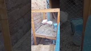 Aaj Humne Apne gunge kabutar ko Madi Devi pigeon [upl. by Yretsym220]