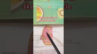 Structure of skeletal muscle  class 11  neet biology motivation Do subscribe 👍 [upl. by Therron]