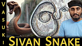 Vasuki Indicus Found  Sivan Snake Alive Tamil  Aditya Jonnala  AJ [upl. by Remot449]