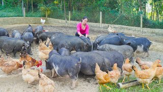 Take Care Of Livestock On The Farm Harvest Sugarcane Goes To Market Sell [upl. by Aicilef]