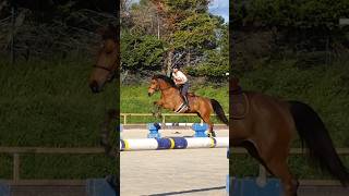 🤩 42 exercices de saut dobstacles cheval jumping [upl. by Brade]