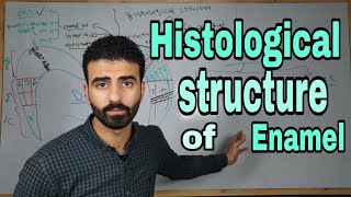 Enamel 3  histological structure of enamel  oral histology [upl. by Harrow]