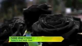 Turkish village of Halfeti home to rare black roses [upl. by Nylaret530]