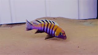 MALAWI CICHLIDS CYNOTILAPIA ZEBROIDES COBUE F1 [upl. by Ynaffital]