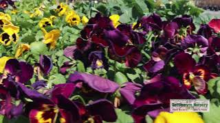 Settlemyre Settlemyre 2021 New Garden Center amp Plant Nursery Valdese NC [upl. by Onyx144]