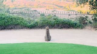 Serval Cat beautiful moment captured [upl. by Leiria830]