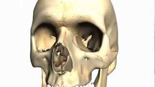 Skull tutorial 2  Bones of the facial skeleton  Anatomy Tutorial PART 1 [upl. by Anert488]