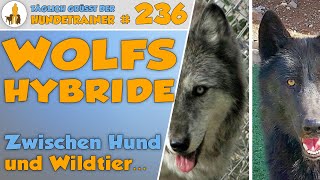 Wolfshunde  Wolfshybriden  mehr Wolf oder Hund  Erfahrungen und Tipps  TGH 236 [upl. by Yrroc]