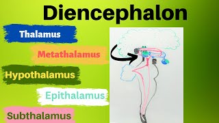 Diencephalon [upl. by Atinihc]