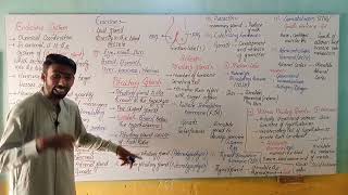 Endocrine system  Pituitary gland  class 10th Biology [upl. by Nosremaj]