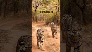 Bandhavgarh Tigers Sighting [upl. by Anewor940]