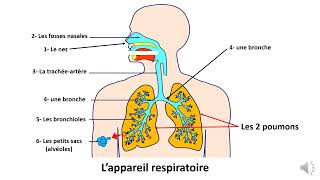 La respiration et l’appareil respiratoire 2 Classe de Eb3 [upl. by Eekcaj]