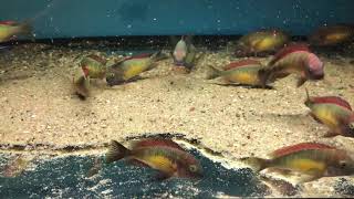 Tropheus moorii Kasanga  Red Rainbow wild [upl. by Ylliw710]