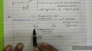 Phenylalanine and tyrosine metabolism [upl. by Sinnaiy]