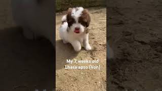 Lhasa apso 7 weeks male DOB 20sep2024 lhasaapso lhasaapsodog [upl. by Nnairahs]