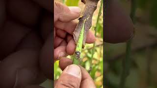 Grafting 101 Quick Start grafting nature gardening plants farming diy shorts garden [upl. by Renat]