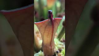 Heliamphora ionasi x pulchella BCPRSC This is the plants very first adult pitchers Gorgeous [upl. by Ardied712]