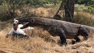 Full HD KOMODOs extraordinary sequence of moments beyond the understanding of other animal hunter [upl. by Dloreg]