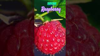 Beautiful Raspberry wow fruit nature fresh youtube shorts viral [upl. by Adar481]