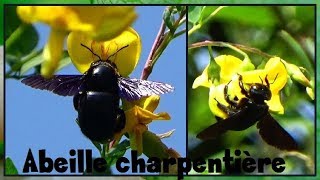 Xylocopa sp    Apidae  Abeilles charpentières  ParisFrance  31082017 [upl. by Nomolos]